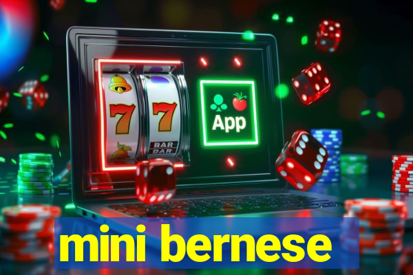 mini bernese