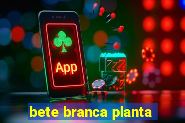 bete branca planta