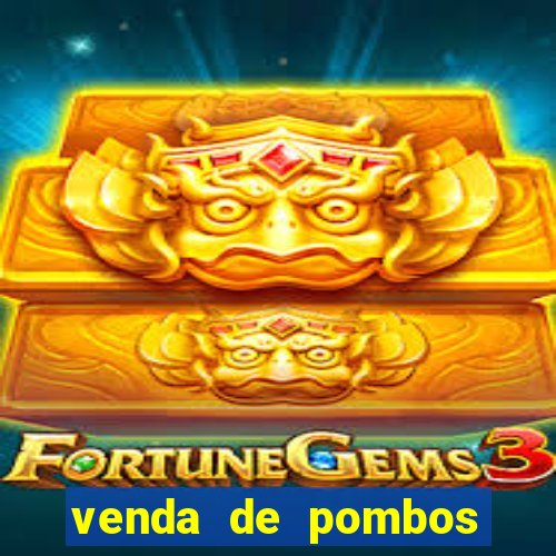 venda de pombos correios olx
