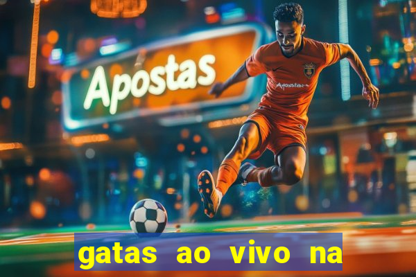 gatas ao vivo na web cam