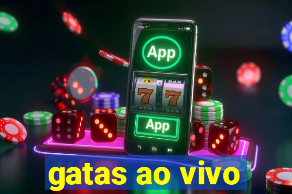 gatas ao vivo