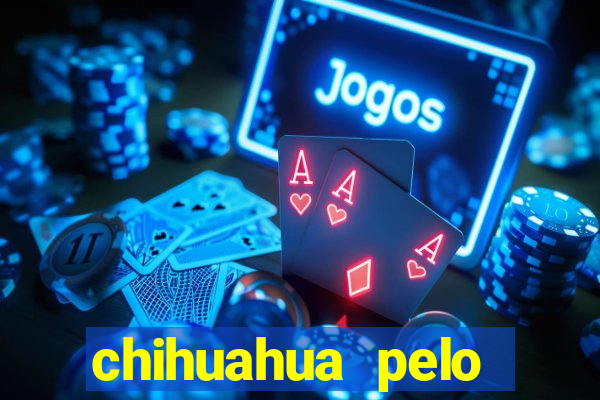 chihuahua pelo longo porto alegre